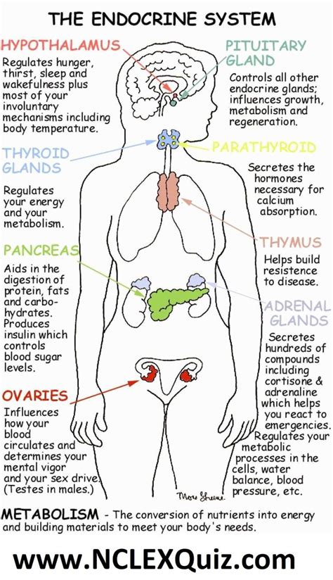 Endocrine System Anatomy And Physiology Organs And Glands The Endocrine System Regulates Body Pr