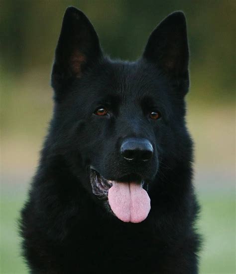 Beautiful Black Shepherd Dog