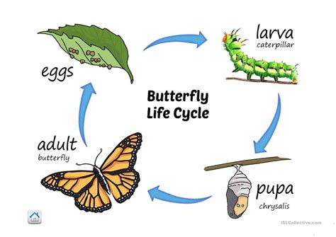 Life Cycle Of Butterfly English Esl Powerpoints For Distance Learning