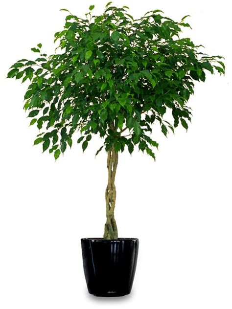 Maybe you would like to learn more about one of these? 34 Poisonous Houseplants for Dogs | Plants Toxic to Dogs ...