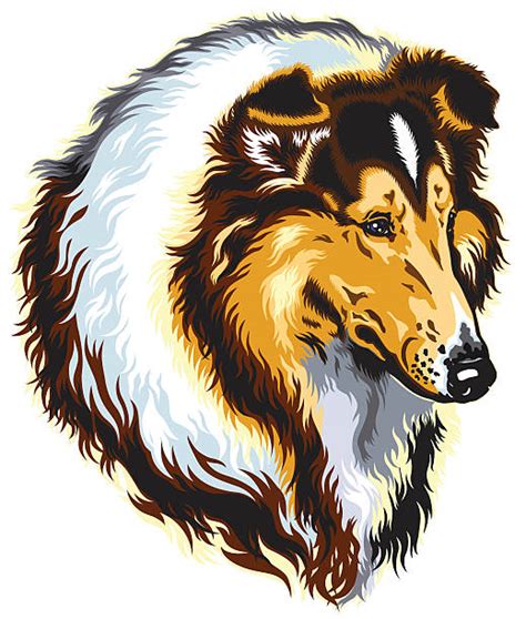 Best Rough Collie Illustrations Royalty Free Vector Graphics And Clip