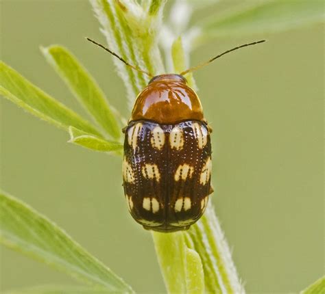 Fourteen Spotted Leaf Beetle Cryptocephalus Guttulatus Flickr