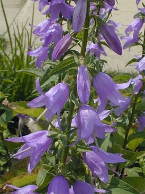 The blooms are larger than softballs and reminiscent of sparklers, with dozens of tiny purple tiny flowers plants cardinal flower gaura purple flowers lavender flowers flowers nature drought tolerant perennials tall flowers. Family: Campanulaceae Common name: Narrow-leaved ...