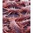 Skin Epithelial Cells  Stock Image P710/0417 Science Photo Library