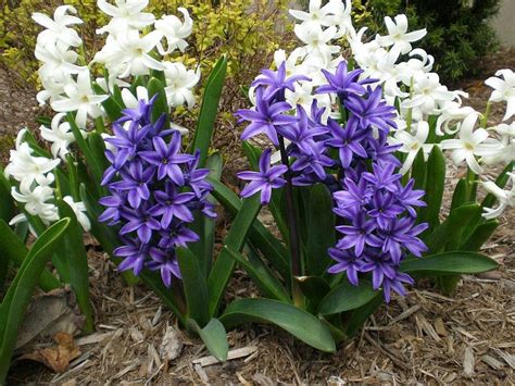 Dutch Hyacinth Hyacinthus Orientalis Hyacinth Plant