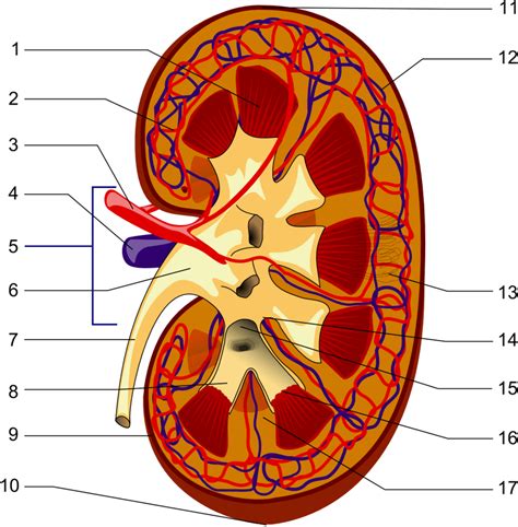 Healthy Kidneys And The Role Of Water Remedygrove
