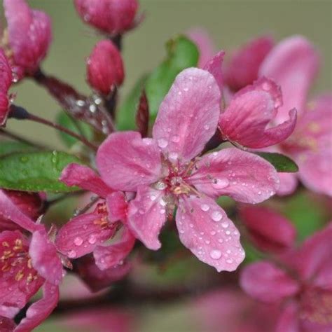 A crabapple tree makes a wonderful addition to any landscape. Malus Rudolph - Rudolph Crab Apple tree 12-14cm ...