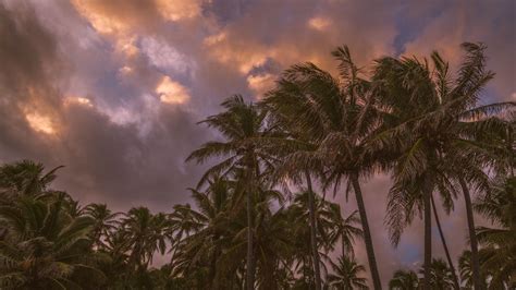 Download Wallpaper 1366x768 Palm Trees Sky Clouds Tropics Tablet