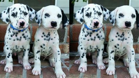 No puppies available at this time. Dalmatian puppies for sale - YouTube