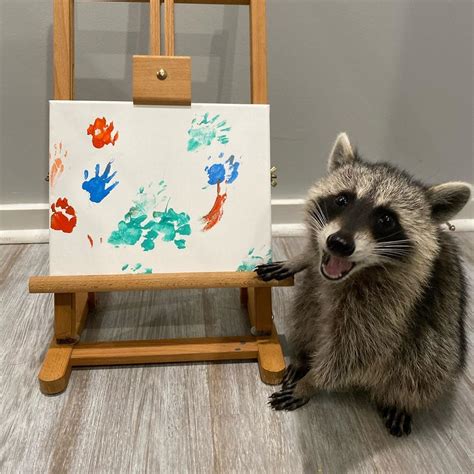 Meet Piper The Adorable Rescue Raccoon Who Creates Fabulous Finger