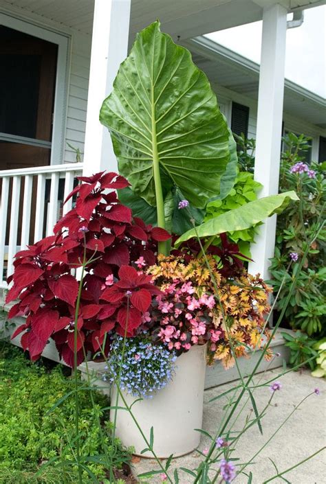 We did not find results for: Planting Flower Pots Thriller Spiller Filler | Container ...