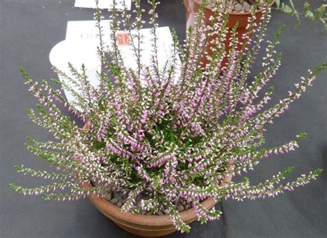 It is one of the most beautiful species, with creamy flowers blooming abundantly from late winter to this is easily grown into clumps, but it does often have an irregular pattern of offsetting. Fife Flower show Part 2 Alpines, Cactus and Bonsai : Grows ...