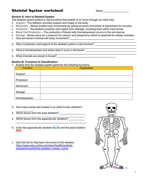 Long Bone Labeling Worksheet Skeletal Labeling Packet By Anatoyou And