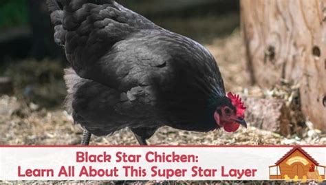 Black Star Chicken Learn All About This Super Star Layer The Happy