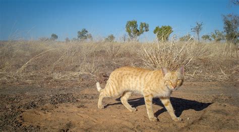 Trapping a feral cat to get them to the vets for neutering. Feral Cat and Fox Control - AWC - Australian Wildlife ...