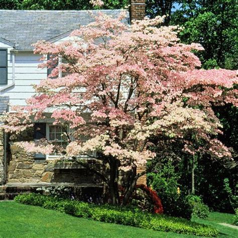 Flowering Trees And Shrubs Are Some Of The Best Signs Of Spring With