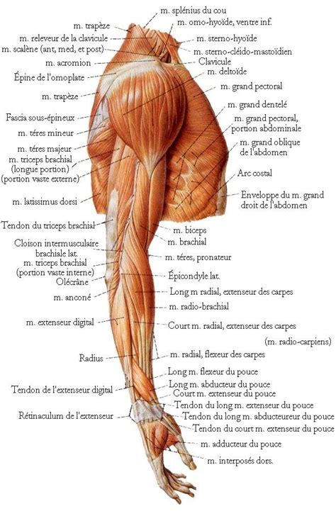 Superficial muscles of the posterior forearm: upper body anatomy - Google Search | Shoulder muscle ...