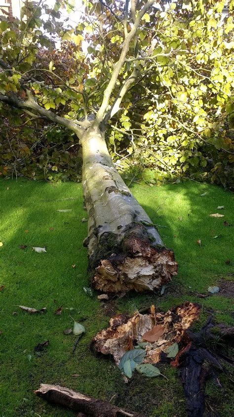 Gardening Matters Fallen Beech Tree