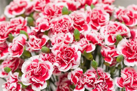 Alice williams, autumn green 'geyserland', blue smoke 'green meadow,' blue smoke 'pernod,' conejo 'eau de nil' here are the best types of orchids you can grow 4. Birth Month Flower Gift Ideas