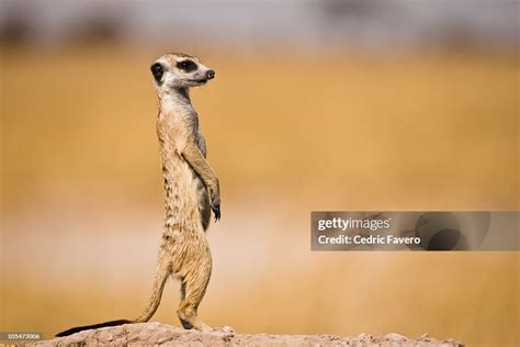 Meerkat On Watch High Res Stock Photo Getty Images