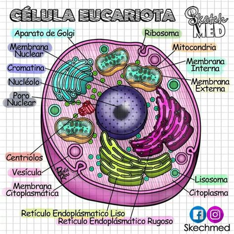 Esquema De Una Celula Eucariota Images And Photos Finder