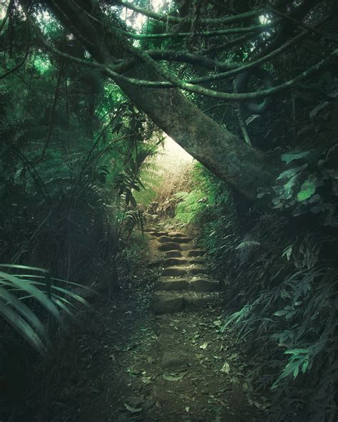 Jungle Path Photo In Album Stream Photos Photographer Juusohd