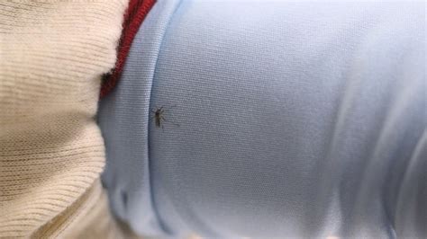 Mosquito Stopper Permethrin Treated Shirts Tested With Growing Concern