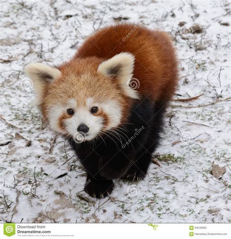 Red Panda Baby Stock Image Image Of Baby Cute Winter