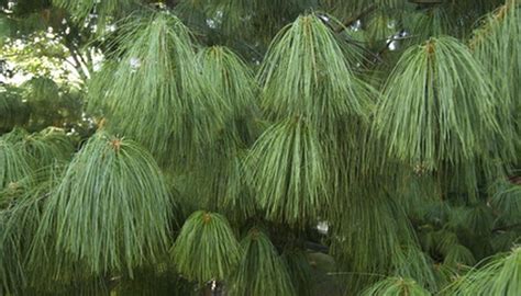 How To Care For Cypress Evergreen Trees In Your Home Garden Guides