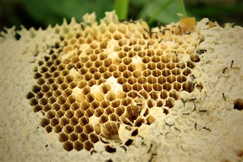 how to protect honey bees from ants beekeepclub