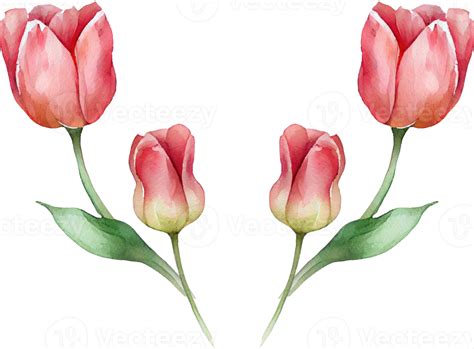 Free Pink Tulip Flower Watercolor 22699862 Png With Transparent Background