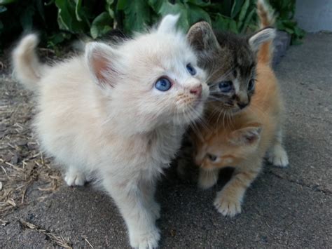 Way Too Much Cuteness Happening Cute Cats And Kittens Baby Cats