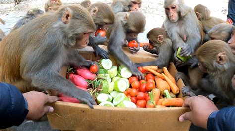 Monkey Eat Verities Of Vegetables Best Food For Monkeys Feeding