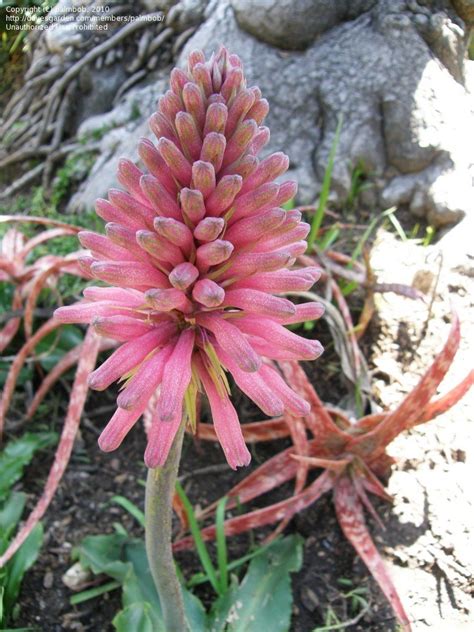 Plantfiles Pictures Veltheimia Species Sand Lily Sandlelie