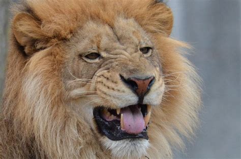 Please like, share and subscribe for more crypto news! Top 20 Most Dangerous Animals in the World - Top5