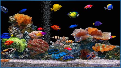 Fish Aquarium Screensaver For Mobile Download Screensaversbiz