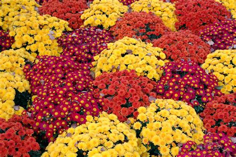 Fall Mum Pictures Planting Fall Mums In Georgia Gardens Convergent