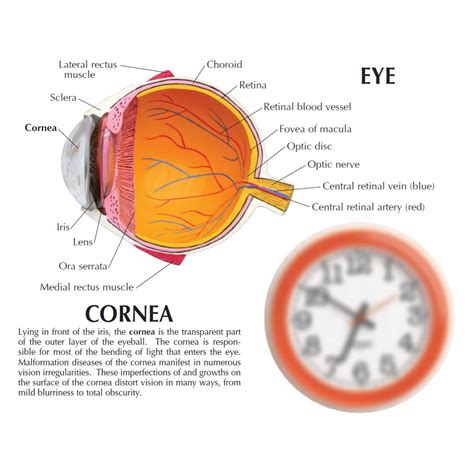 Anatomical Model Cornea Eye Cross Section