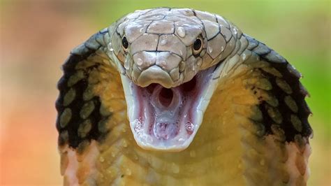 Top 10 Most Venomous Animals On Earth The Most Poisonous Animals In