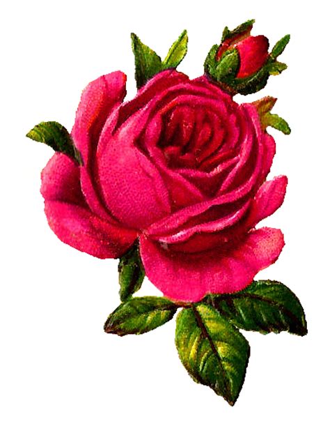 Antique Images Digital Pink Rose Download Flower Botanical Art Vintage