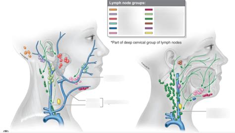 Lateral Face Lymph Node Groups And Veins Diagram Quizlet