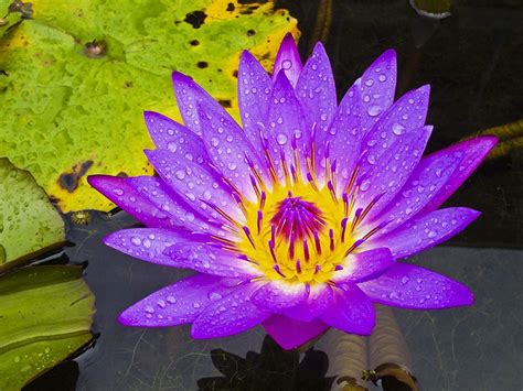 Flowers that bloom at night in hindi. Top 10 Flowers that Bloom at Night | Pouted.com