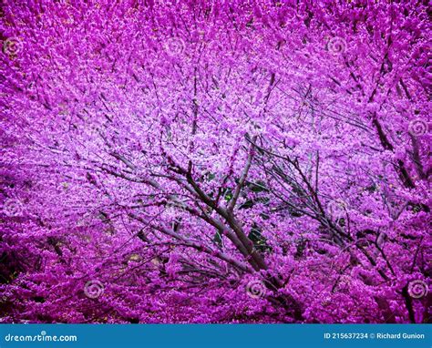 Colorful Purple Flowering Tree Stock Photo Image Of Flowering