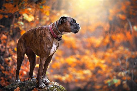 Boxer Puppy Wallpapers Top Free Boxer Puppy Backgrounds Wallpaperaccess