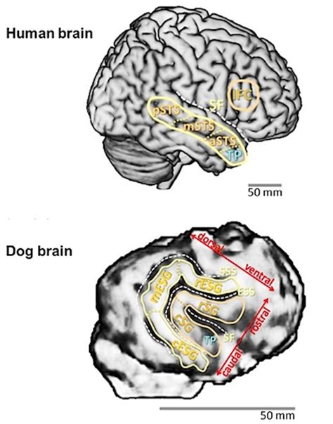 Similitudes Entre El Cerebro De Los Perros Y El De Los Humanos