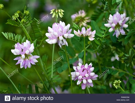 Crown Vetch Securigera Varia In Early June In Central Virginia Stock