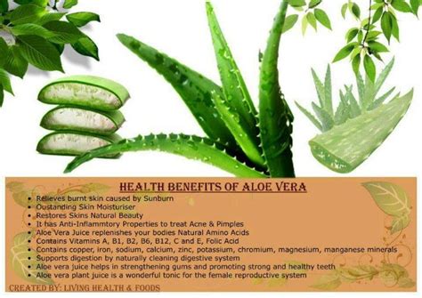Aloe Vera Benefits Healing Herbs Aloe Vera Benefits How To Stay Healthy