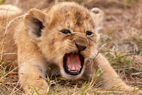 Amazing Photo Of Lion Cub Shows Simba Lookalike Letting Out Its First