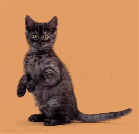 Black Smoke British Shorthair Kitten Photo Wp15508