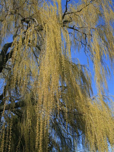 Wuchshöhe bis 20 meter und darüber hinaus. Trauerweide 'Tristis Resistenta' - Salix alba 'Tristis ...